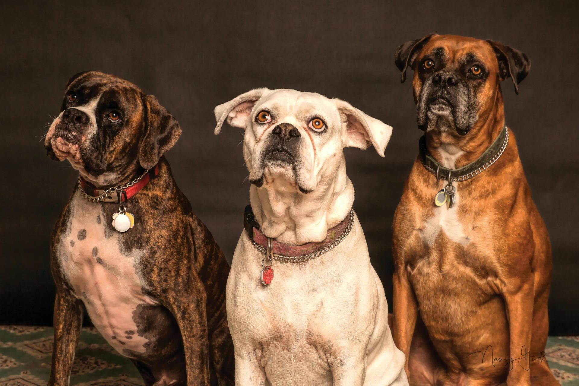 Specialist Vets in Charleston
