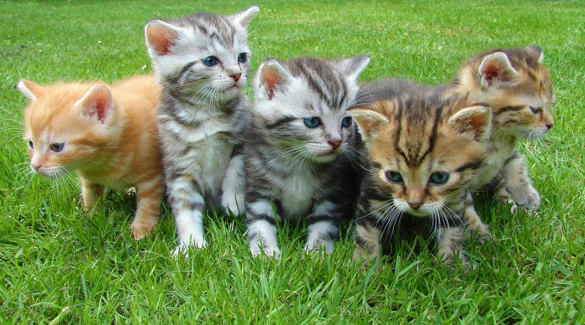 Dog & Cat Vets in Charleston
