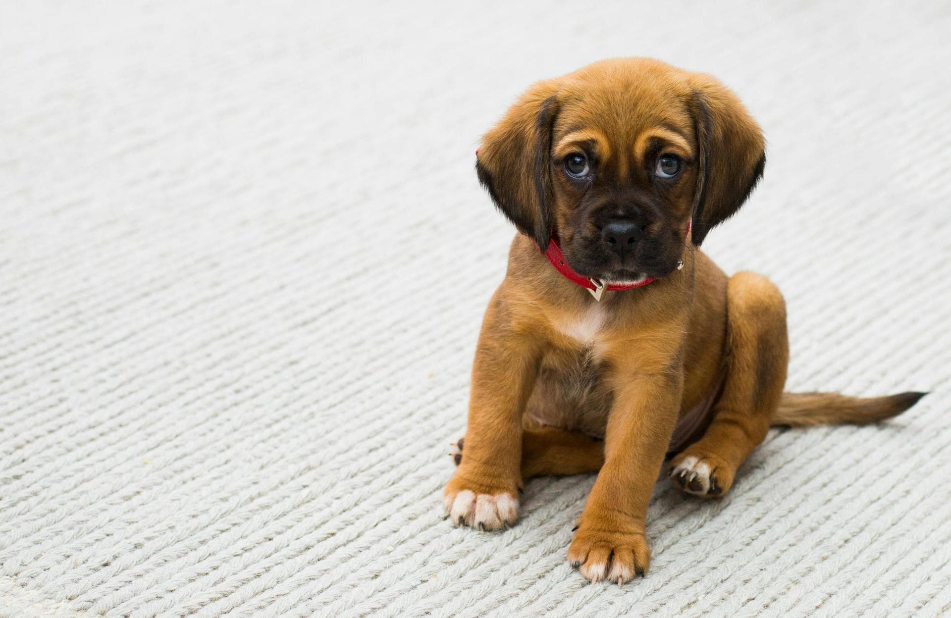 Vet Prices in Charleston
